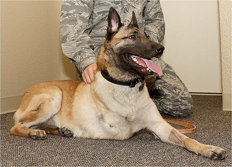 Layka has learned to walk on three legs after being wounded in battle.