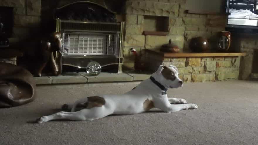 Ivor-nakis van egy csomó energiája, és egy csodálatos kutya. A kölyök mentálisan és fizikailag is ösztönzik játékokkal. El szokták rejtegetni a játékokat a ház körül, és Ivor ki szokta szimatolni
