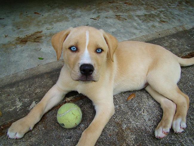 15 csodaszép keverék kutyus, akibe biztos, hogy első látásra beleszeretsz