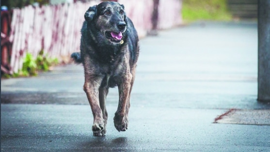 12 évig várta halott gazdiját a mátyásföldi kutya