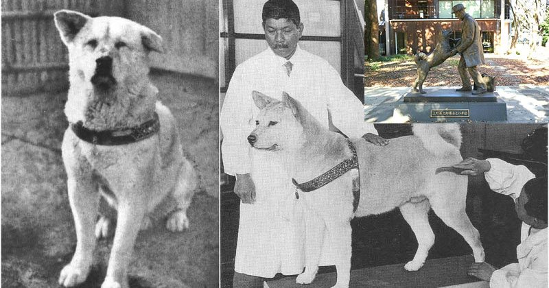 10 csodálatos történet a kutyahűségről