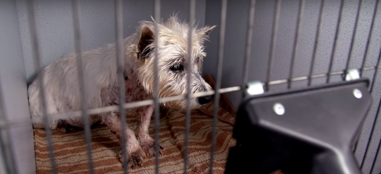 12 éves kutya kezdetektől fogva be volt zárva