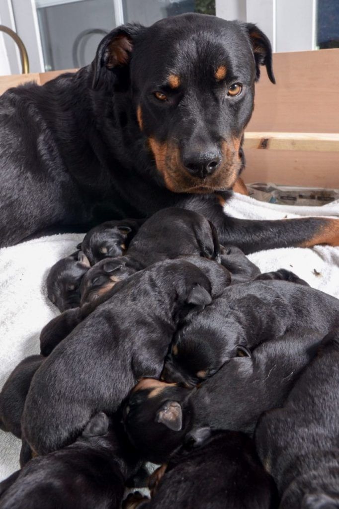 15 kicsinye születik kutyájának