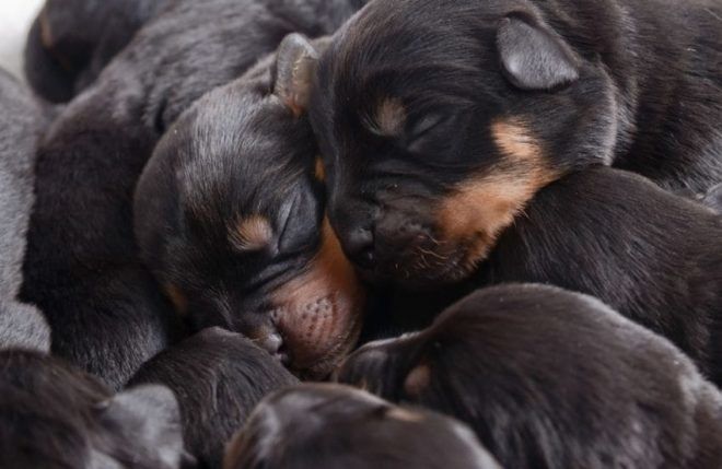 15 kicsinye születik kutyájának