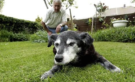 29 évig élt a világ legidősebb kutyája