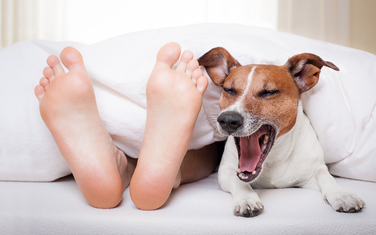 7 meglepő ok, hogy miért jó minden éjjel a kutyáddal aludni