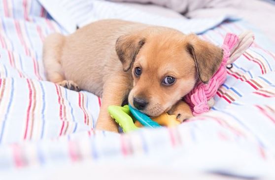 7 meglepő ok, hogy miért jó minden éjjel a kutyáddal aludni