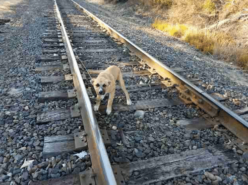 A kutyát a sínekhez kötözve találták meg
