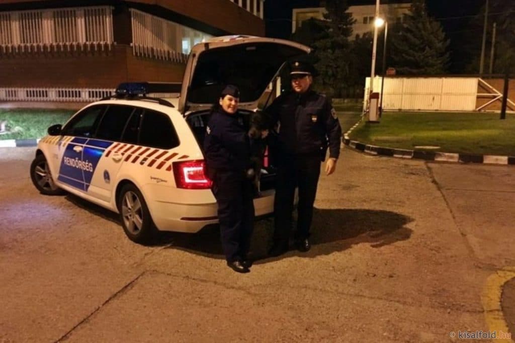 Rendőrségen jelentkezett az elkóborolt kutya Győrben
