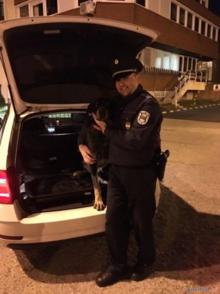 Rendőrségen jelentkezett az elkóborolt kutya Győrben