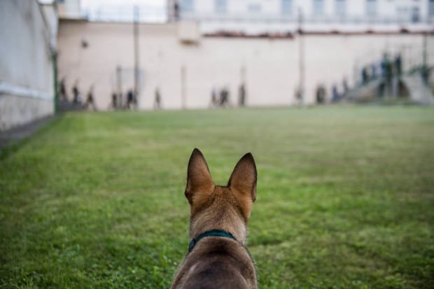 Zserbó, a legfiatalabb drogkereső kutya