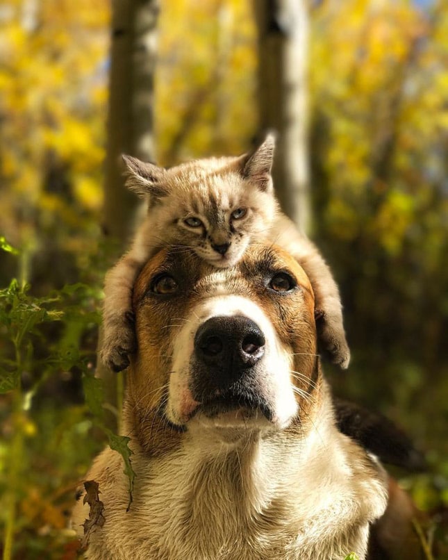 kutya macska barátság