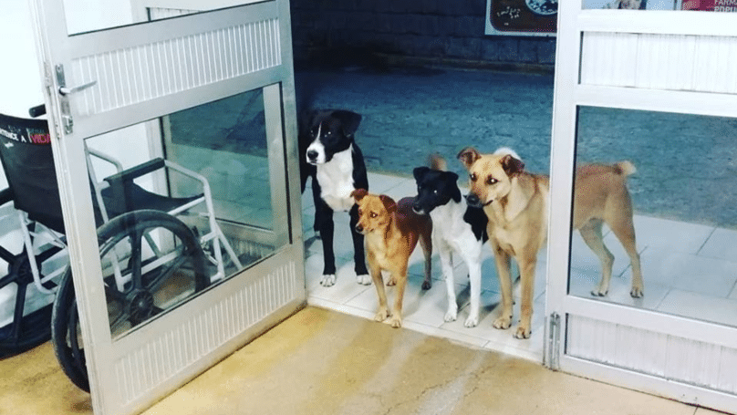 kutyák elkísérték a gazdit a kórházba
