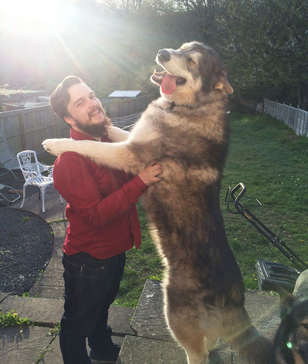 kutyák nem tudják milyen hatalmasak