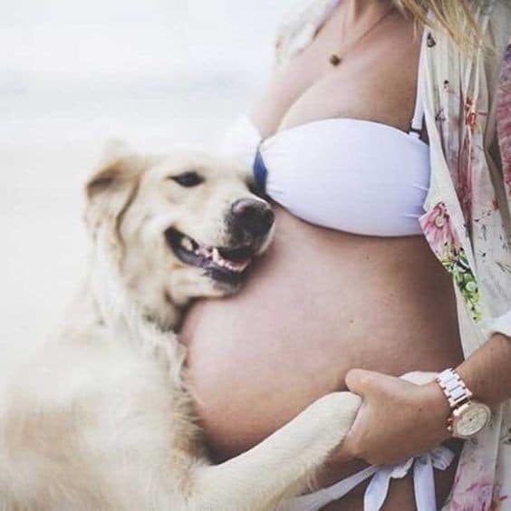 kutyák várják a kisbaba megszületését