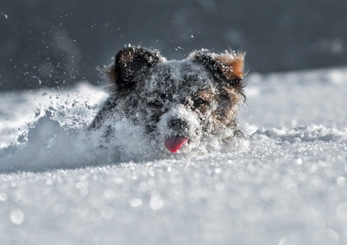 varázslatos téli fotók állatokról