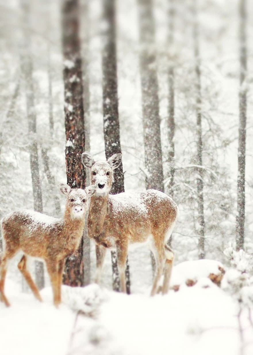 varázslatos téli fotók állatokról