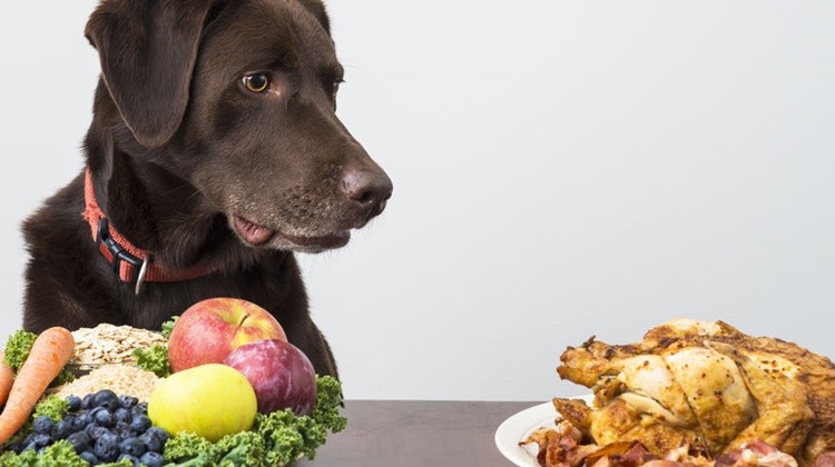 Ételek, melyektől egészséges lesz a kutyád