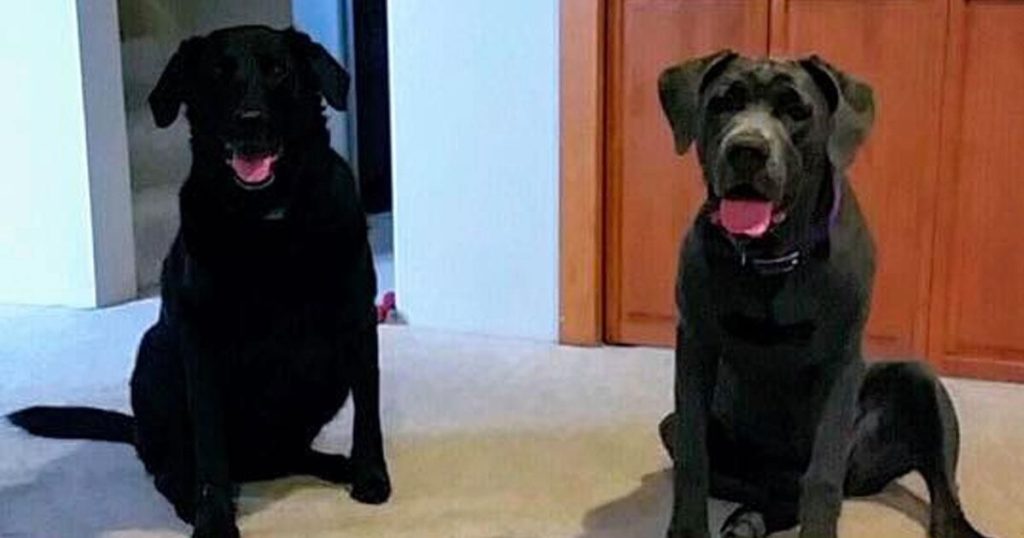 A kutyák halála után a gazdi vissza akarja küldeni a rendelt kutyatápot
