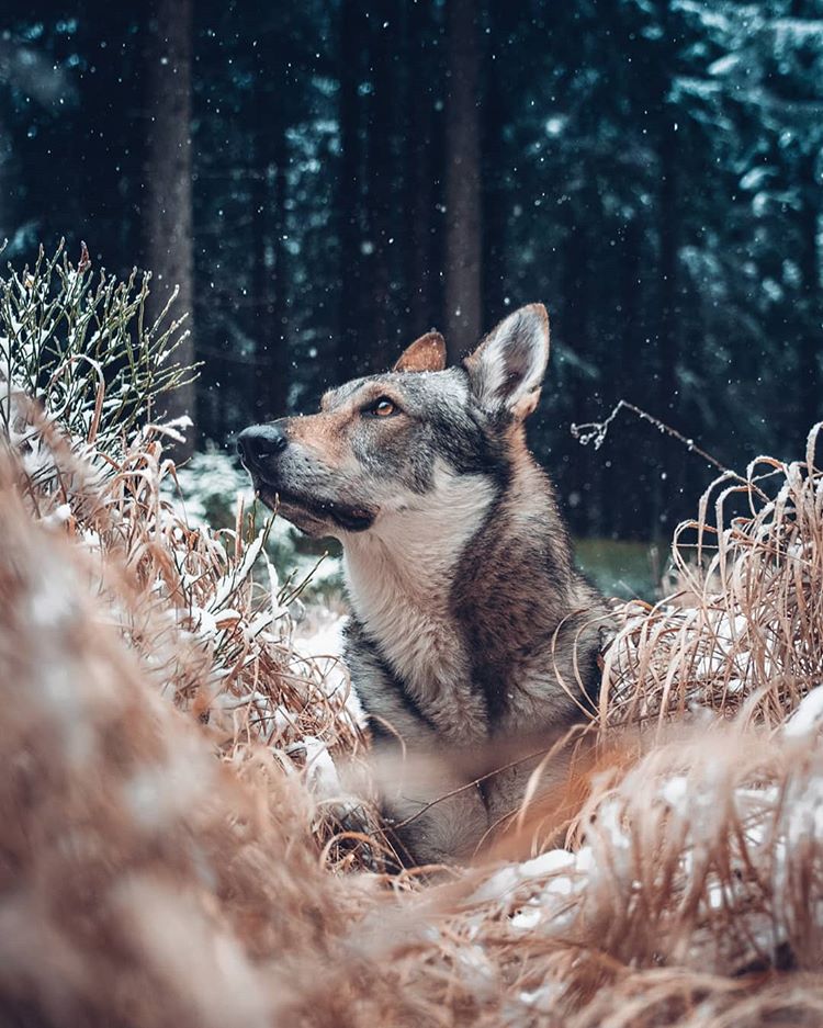 Egy cseh fotós fantasztikus kutyás képei