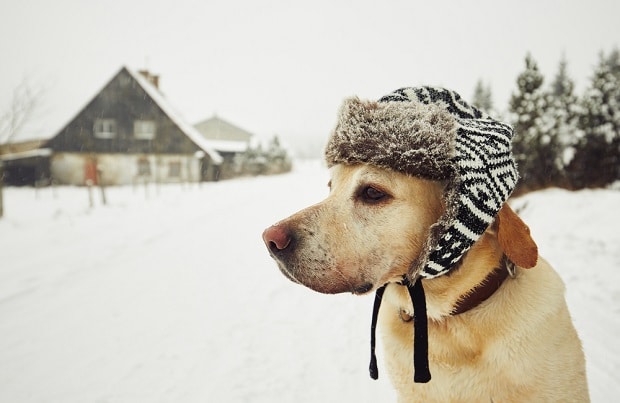 Kutyahideg van - fáznak-e a kutyák