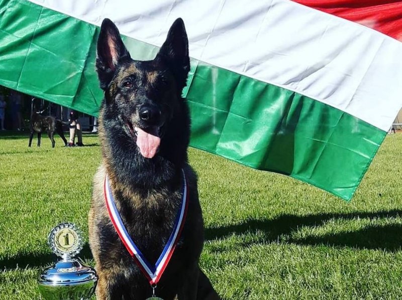 Magyar kutyát választották a világ legjobb mentőkutyájának
