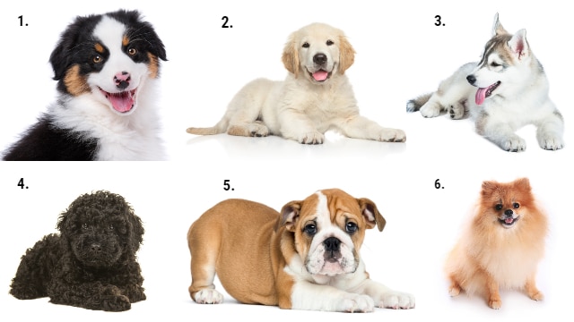 Melyik kutyát választod