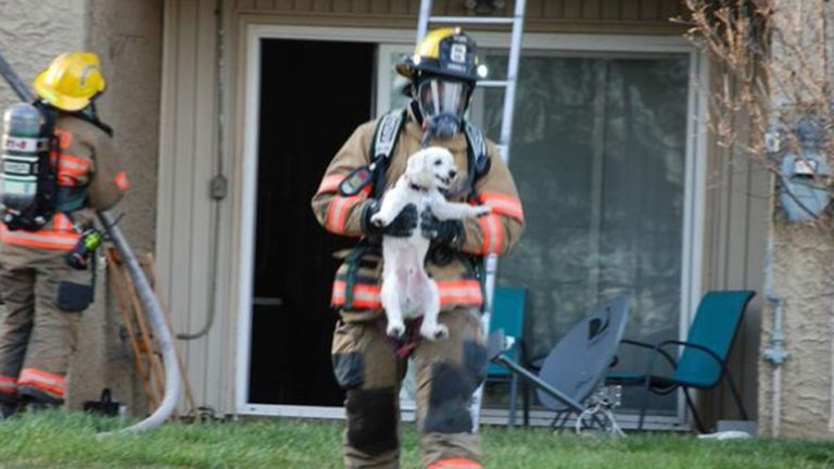 Mosolygott a tűzből kimentett hálás kutyakölyök