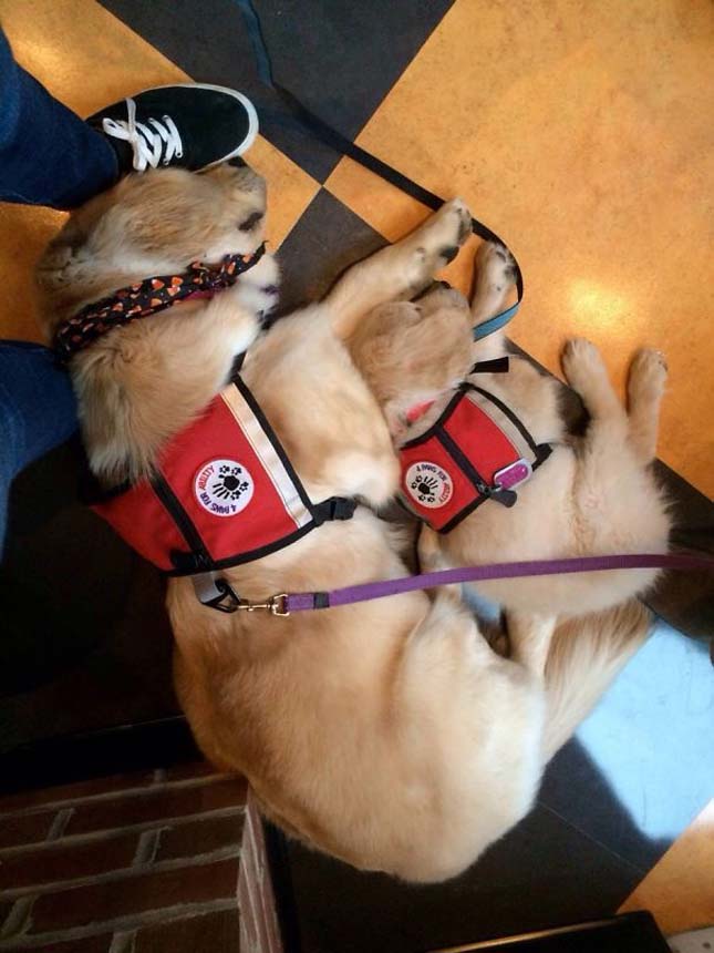 Szolgálati kutyák a kiképzésük első napjaiban