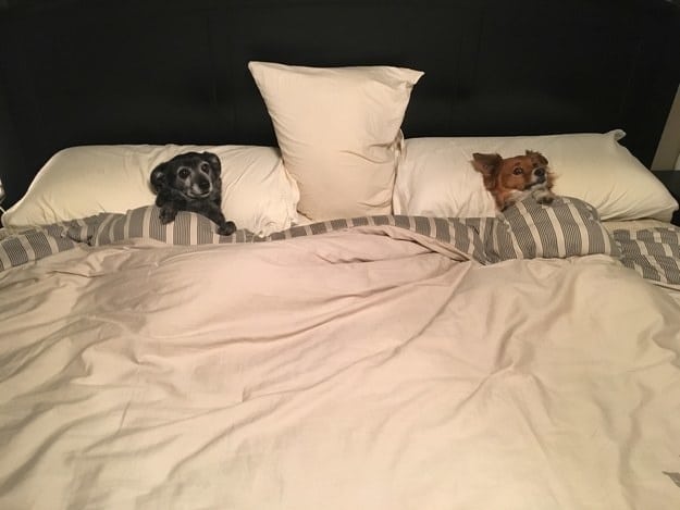 kutyák nem hajlandóak a saját ágyukban aludni