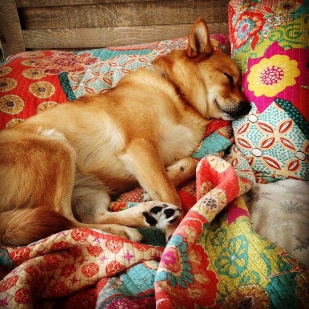kutyák nem hajlandóak a saját ágyukban aludni