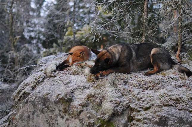 róka és kutya különleges barátsága