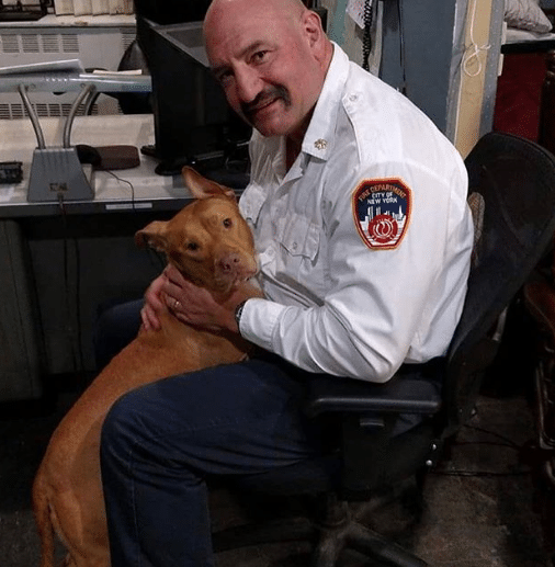 tűzoltók fogadják be a kidobott kutyát