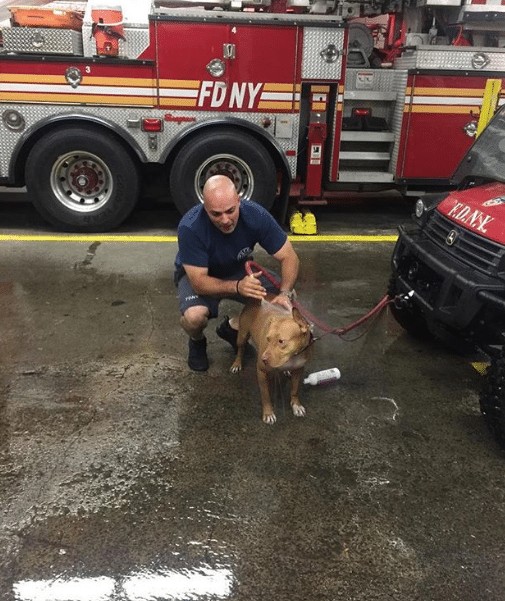 tűzoltók fogadják be a kidobott kutyát