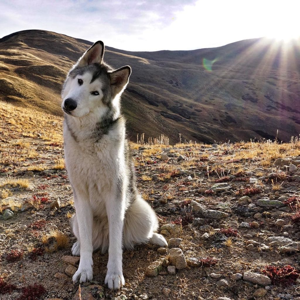 26 fotó egy kutya és gazdája kalandokkal teli életéről