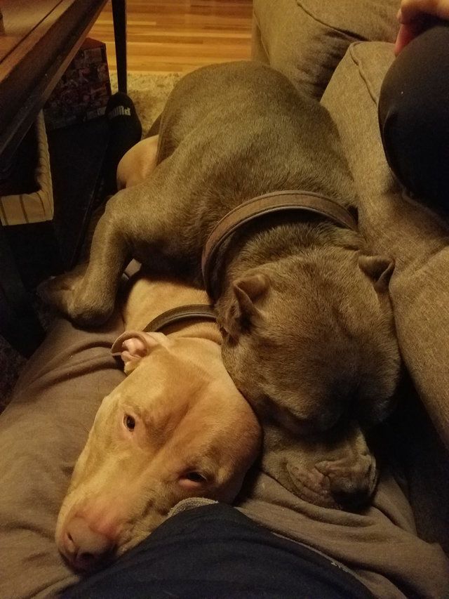 A két kutya nem tud egymás nélkül aludni