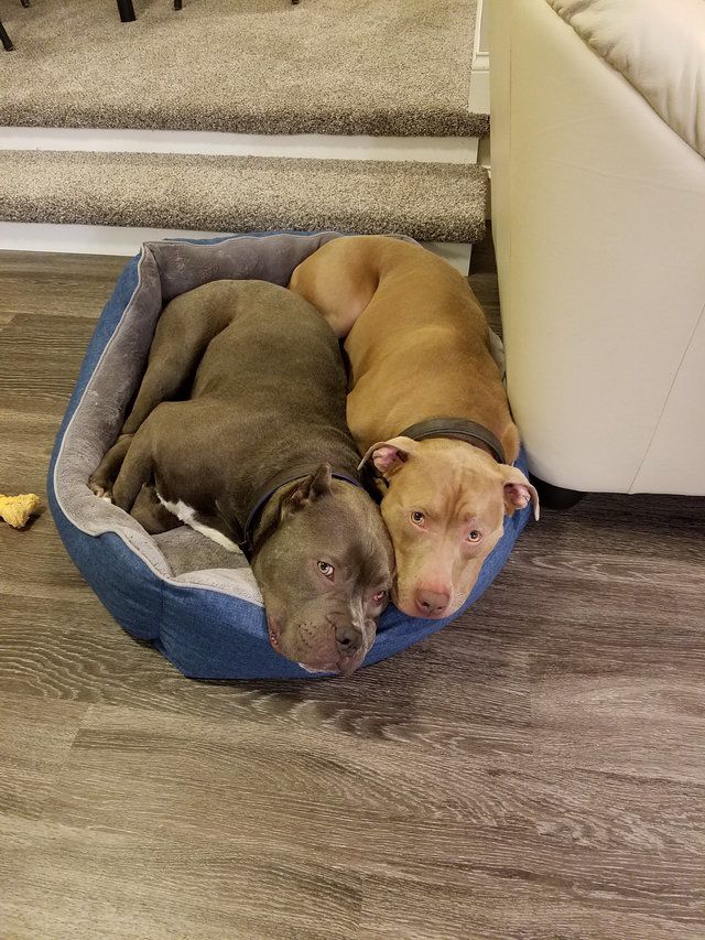 A két kutya nem tud egymás nélkül aludni