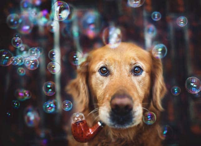 Csodálatos képeket készített a gazdi kutyája emlékére