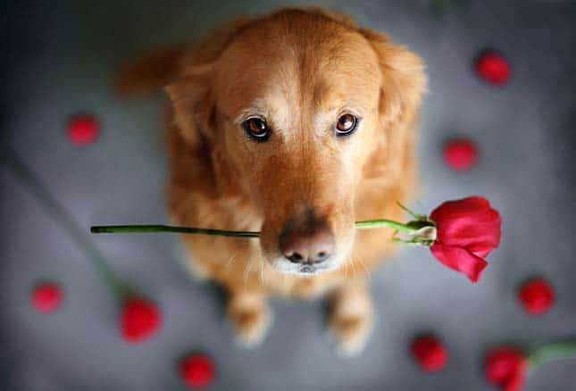 Csodálatos képeket készített a gazdi kutyája emlékére