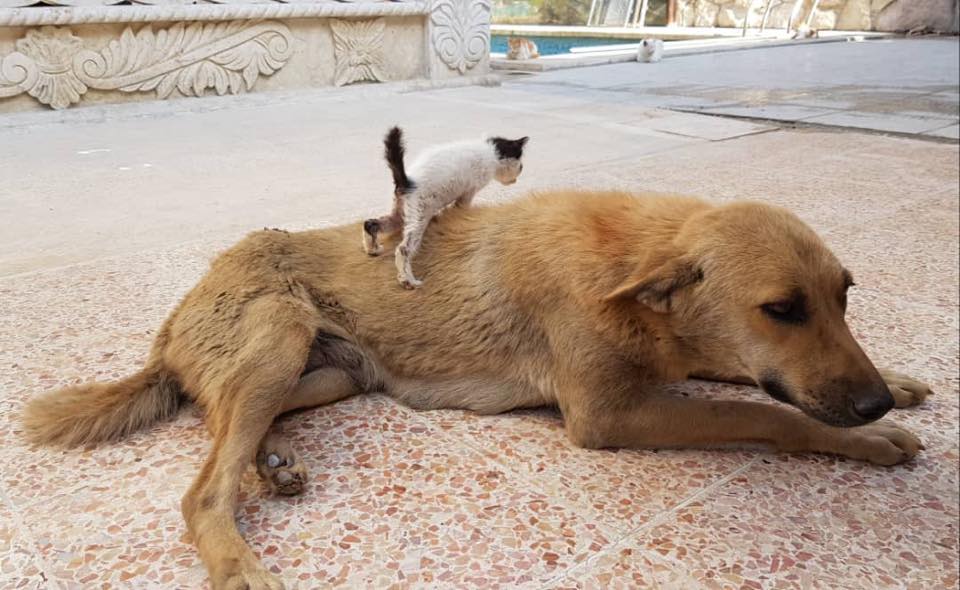 Gyászoló kutya adoptált egy árva kiscicát