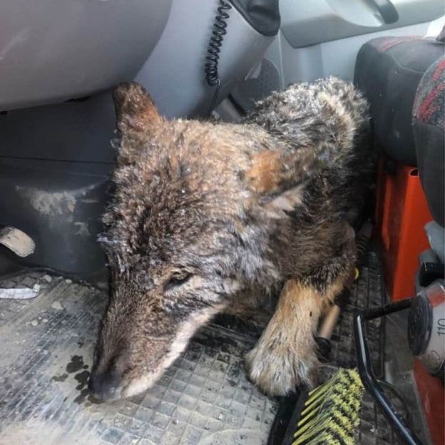 Kimentették egy kutyát a fagyos folyóból