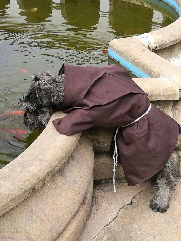 Kóbor kutyát fogadtak be a szerzetesek
