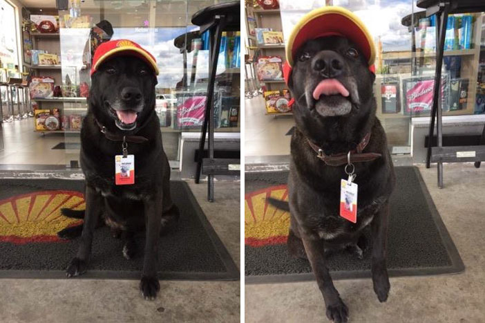 Tiszteletbeli benzinkutasként dolgozik a kutya