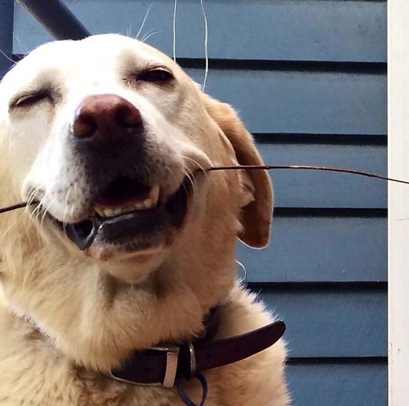 imádnivalóan boldog kutya, hogy szebb legyen a hétvégéd