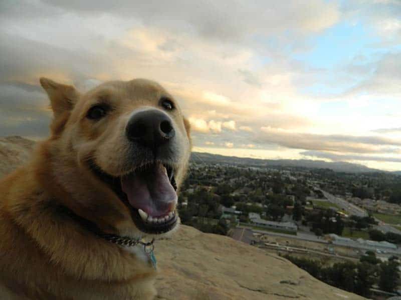 imádnivalóan boldog kutya, hogy szebb legyen a hétvégéd