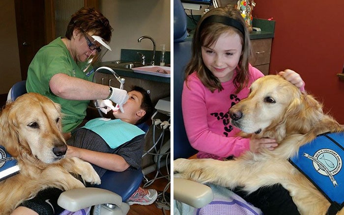 kutya nyugtatja a pácienseket a fogorvosnál
