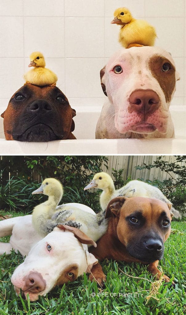 állatok együtt nőttek fel