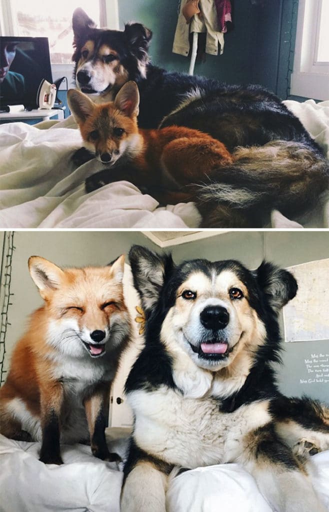 állatok együtt nőttek fel