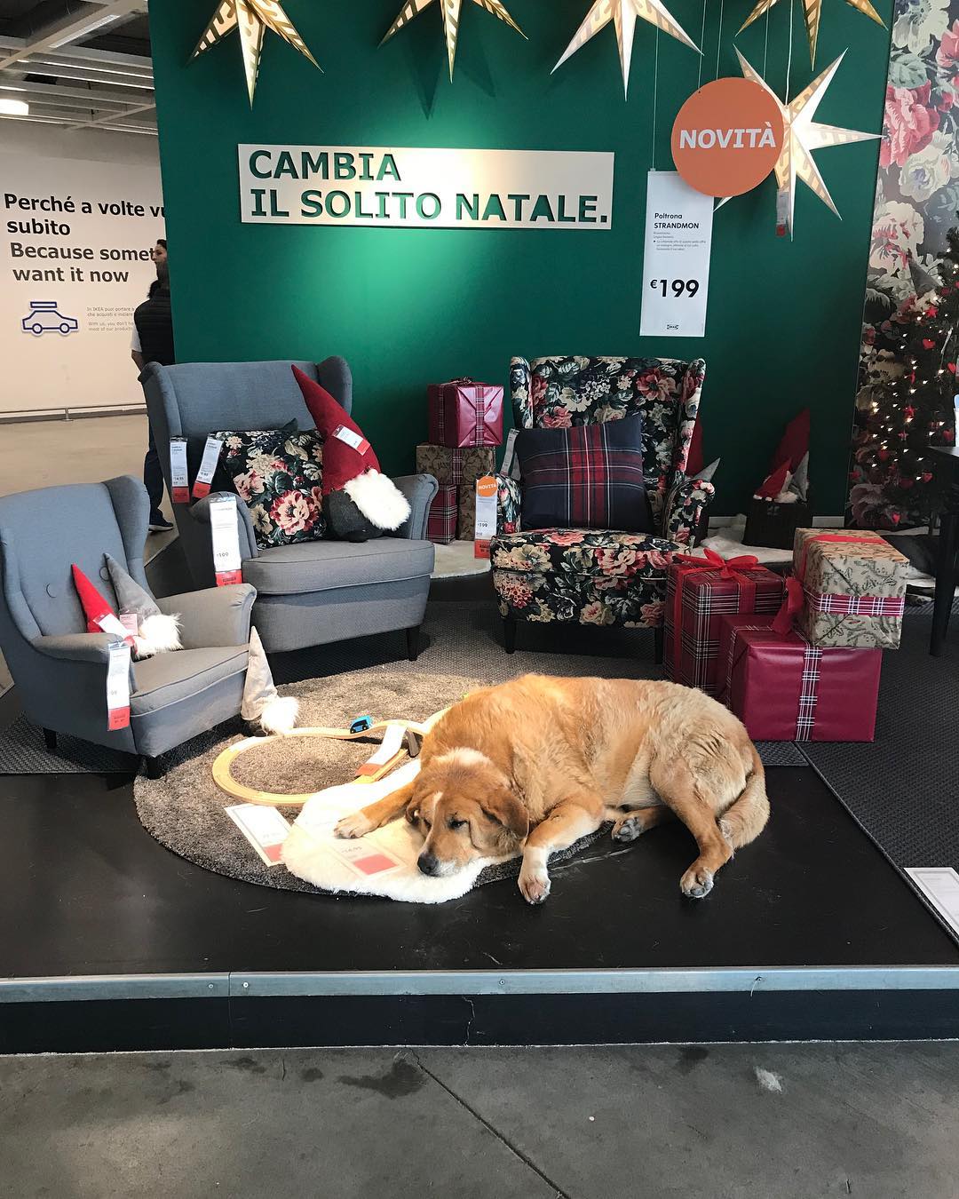 Az IKEA beengedte a kóbor kutyákat az üzletbe