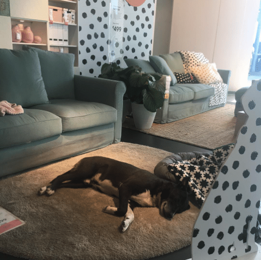Az IKEA beengedte a kóbor kutyákat az üzletbe